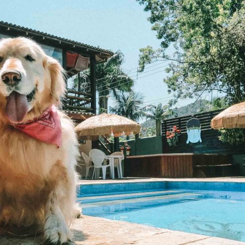 3 Passeios Pet Friendly em São Paulo: Curta a Cidade com Seu Amigo de Quatro Patas