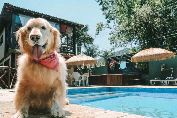 3 Passeios Pet Friendly em São Paulo: Curta a Cidade com Seu Amigo de Quatro Patas